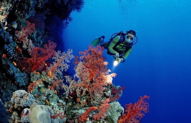 free diving tourism 